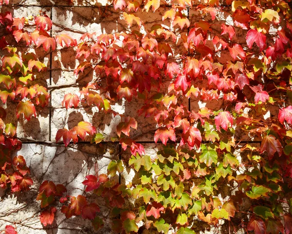 Colorful Autumn Ivy Covered Wall Background — Stock Photo, Image