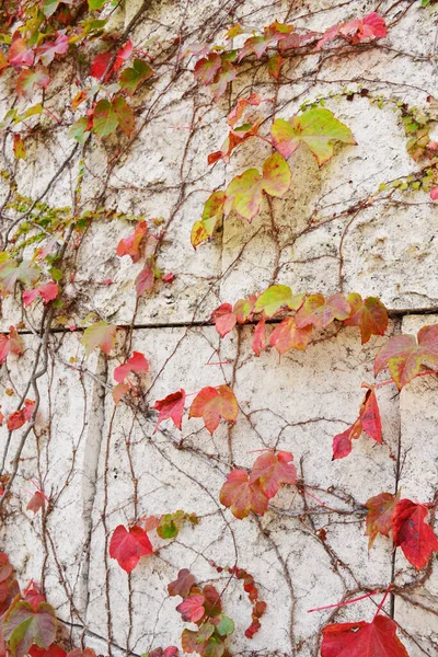 Цветной Осенний Плющ Покрыты Стены Фона — стоковое фото