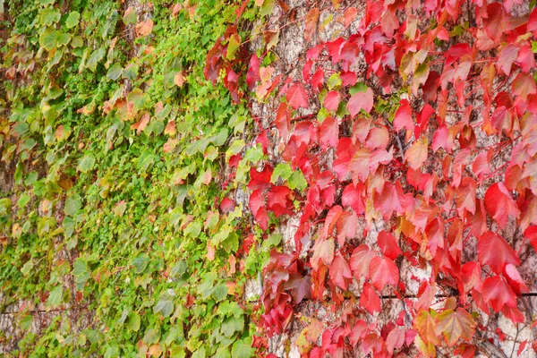 Colorful Autumn Ivy Covered Wall Background — Stock Photo, Image