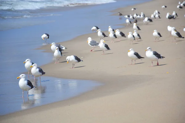 Seagulls Santa Monica Beach Los Angeles — 图库照片