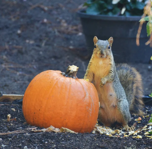 Eichhörnchen Frisst Einen Großen Kürbis Garten — Stockfoto