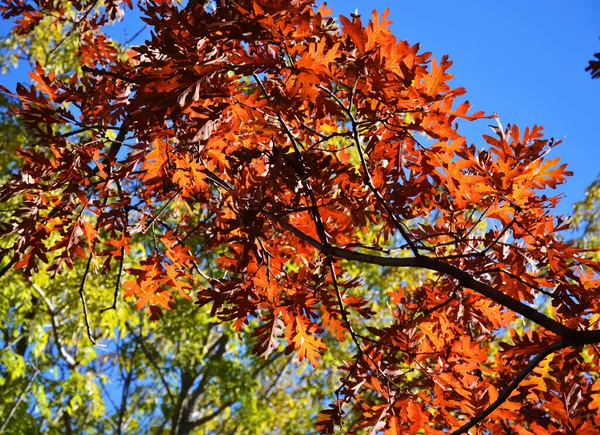 Autumn Landscape Park — Stock Photo, Image