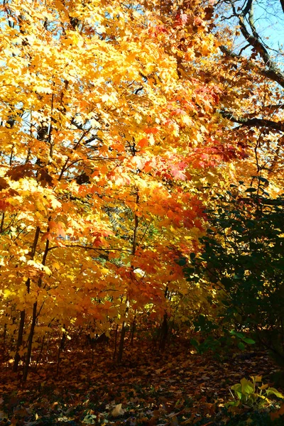 Herbstlandschaft Park — Stockfoto