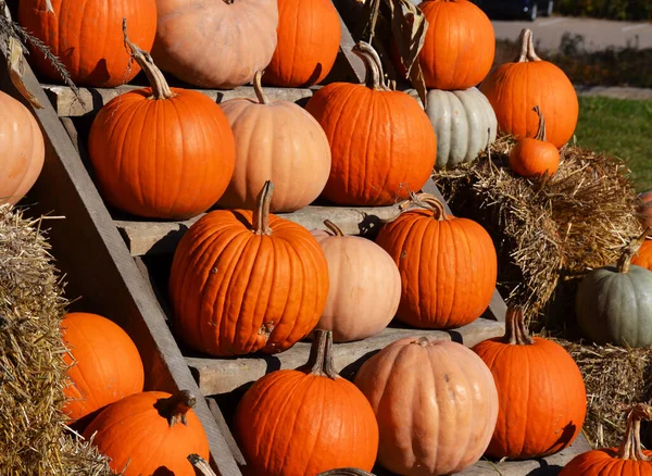Renkli kabak ve kabak çeşitleri