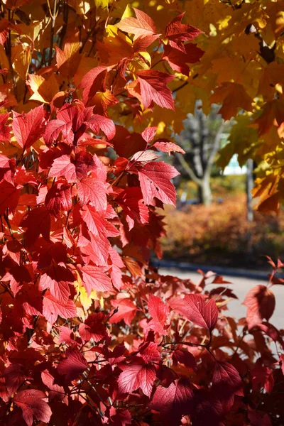 Autumn Landscape Park — Stock Photo, Image