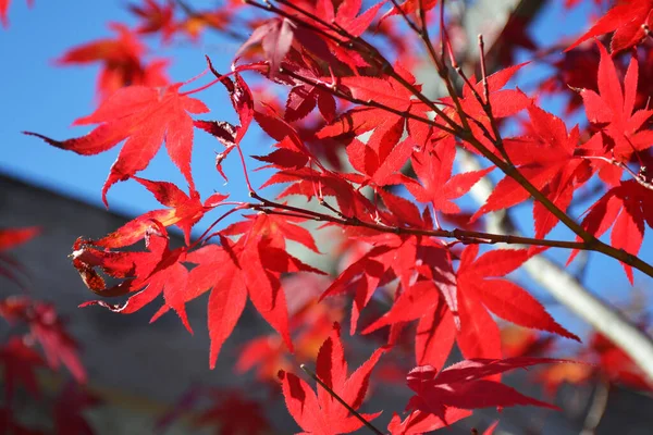 Sugar Maple Red Leaves Blue Sky Background — Stock Photo, Image