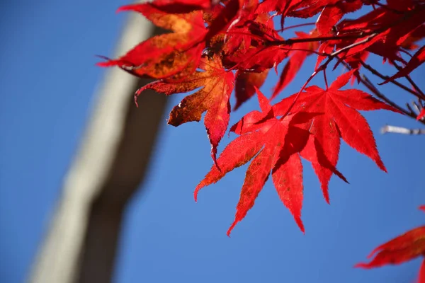 Sugar Maple Red Leaves Blue Sky Background — Stock Photo, Image