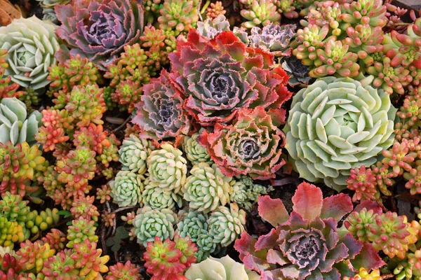 Kleurrijke Succulente Cactus Planten Tapijt Stockfoto