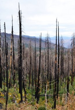 Yosemite Ulusal Parkı 'nda yanmış orman, ABD