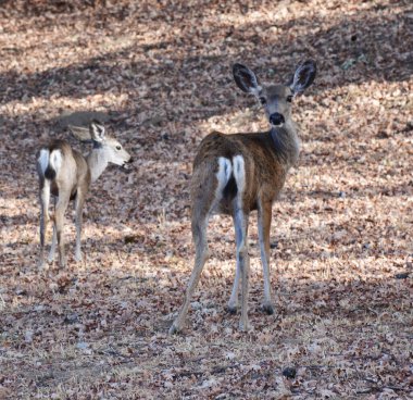Geyikler Yosemite Ulusal Parkı, ABD