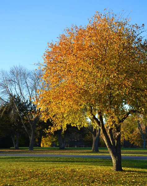 Autumn Landscape Park — Stock Photo, Image