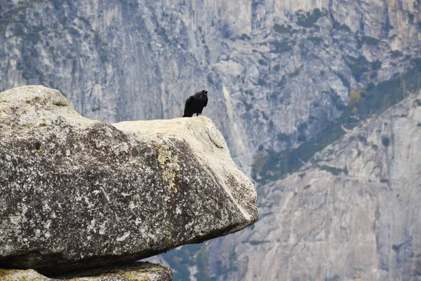 Cuervo Sentado Borde Una Roca Parque Nacional Yosemite — Foto de Stock