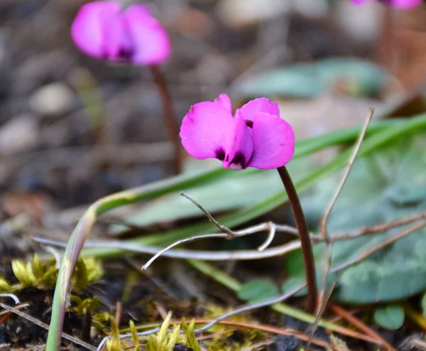 Wilde Violette Blumen Blühen Zeitigen Frühling — Stockfoto