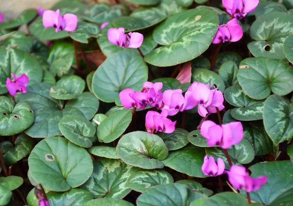 早春に咲く野生の紫色の花 — ストック写真