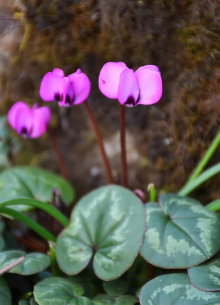 Fiori Viola Selvatici Fioritura Durante Inizio Della Primavera — Foto Stock