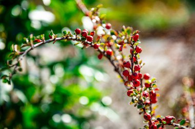 Bahçenin peyzaj tasarımı. Botanik bahçesinin ayrıntıları.