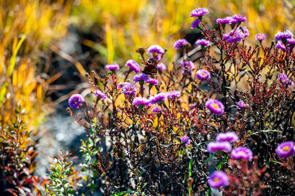 Landschapsontwerp Van Werf Detail Van Een Botanische Tuin — Stockfoto