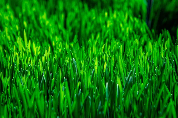 Juicy Green Grass Close Summer — Stock Photo, Image