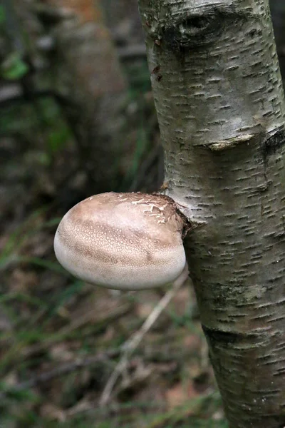 Polypore Bouleau Sur Tronc Bouleau Champignon Des Consoles Vue Rapprochée — Photo