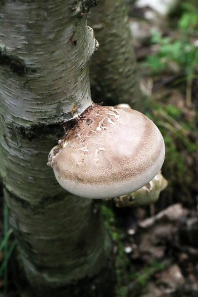 Bir huş ağacının gövdesinde huş ağacı poliporu, parantez mantarı yakın - yakın görünüm