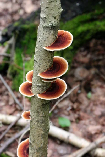 Cogumelos Poliporo Tronco Árvore Fungo Uma Árvore — Fotografia de Stock