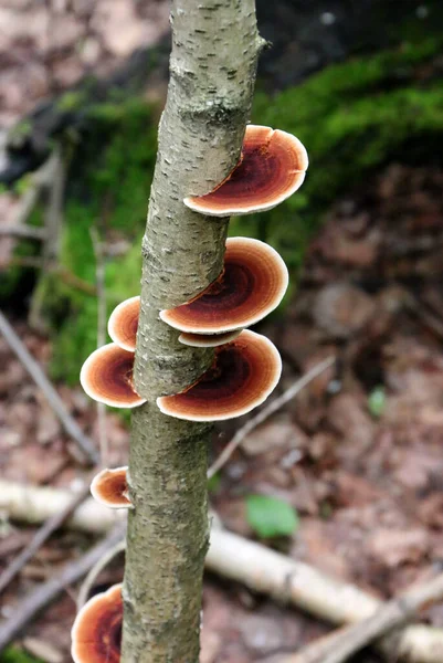 Funghi Polypore Tronco Albero Fungo Albero — Foto Stock