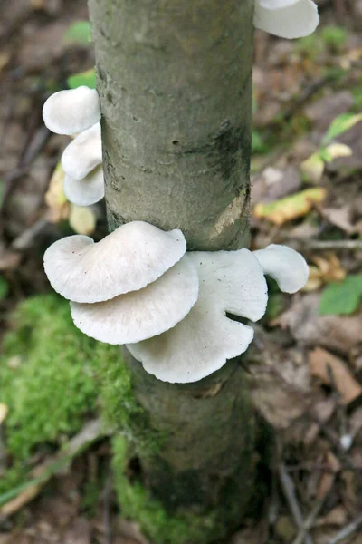 Cogumelos Poliporo Tronco Árvore Fungo Uma Árvore — Fotografia de Stock