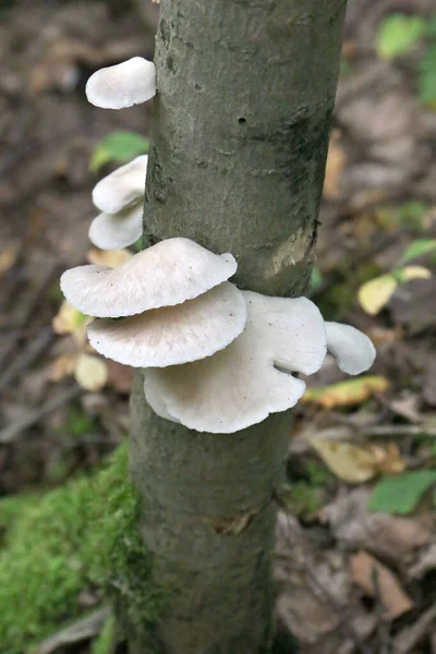 树干上的多孔菇 树上的真菌 — 图库照片