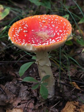 Orman zemininde Uçan Amanita Muscaria