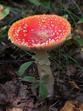 Orman zemininde Uçan Amanita Muscaria