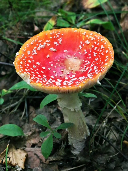 Flugagarisk Amanita Muscaria Skogsmarken — Stockfoto