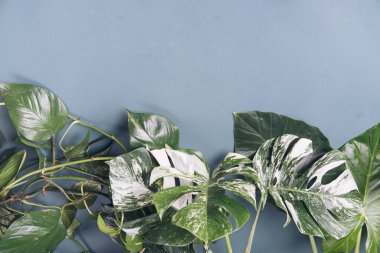 Gri arkaplanda kopyalanmış tropikal yapraklar