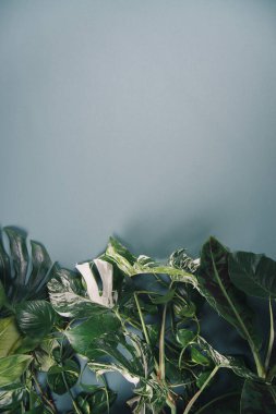 Gri arka planda, kopyalanmış tropikal yapraklar. Yüksek kalite fotoğraf