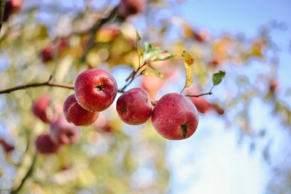 Herbsternte Der Roten Bio Äpfel Hochwertiges Foto — Stockfoto