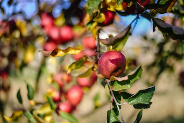 Herbsternte Der Roten Bio Äpfel Hochwertiges Foto — Stockfoto