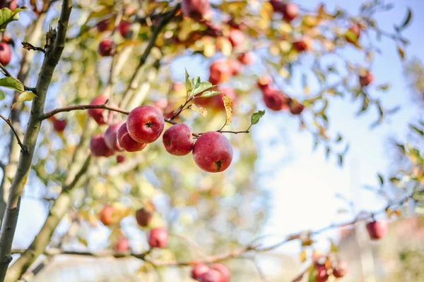 Herbsternte Der Roten Bio Äpfel Hochwertiges Foto — Stockfoto