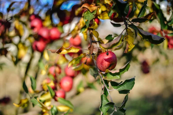 Herbsternte Der Roten Bio Äpfel Hochwertiges Foto — Stockfoto