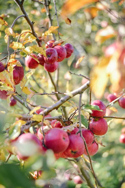 Cosecha Campo Ramas Árboles Con Manzanas Rojas Crecimiento — Foto de Stock