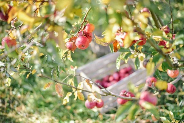 Träkorg Med Röda Äpplen Skördesäsong Landet — Stockfoto