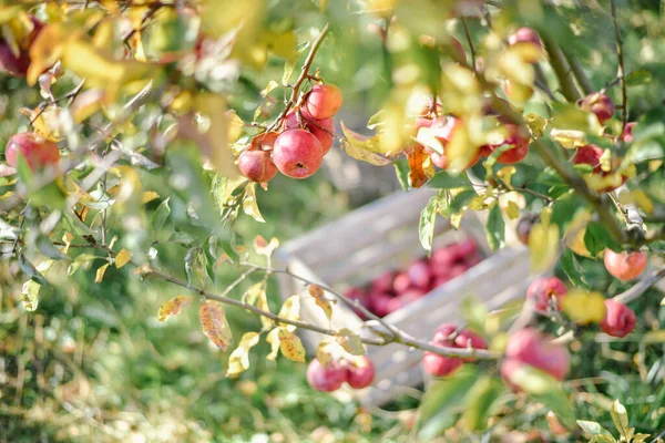 Cestino Legno Con Mele Rosse Stagione Della Raccolta Campagna — Foto Stock