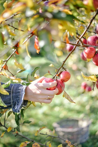 Cosecha Otoño Manzanas Rojas Orgánicas Foto Alta Calidad — Foto de Stock