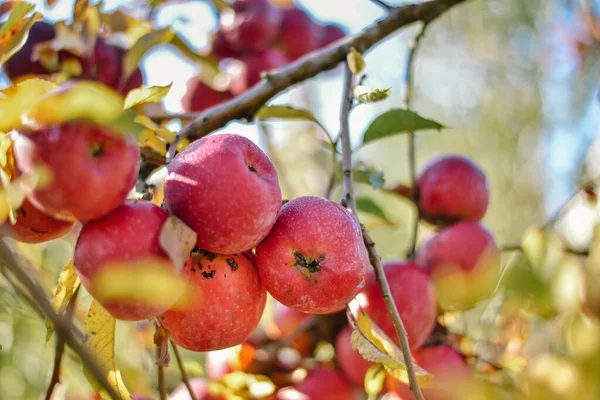 Ernte Auf Dem Land Äste Mit Wachsenden Roten Äpfeln — Stockfoto