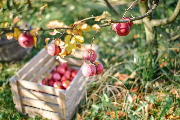 Dřevěné Koše Červenými Jablky Sezóna Sklizně — Stock fotografie