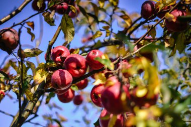 Kırsal hasat, büyüyen kırmızı elmalı ağaç dalları. 