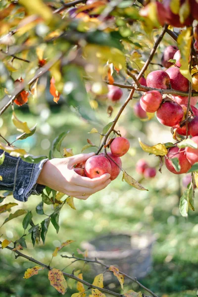 Autumn Harvest Red Organic Apples High Quality Photo — Stockfoto