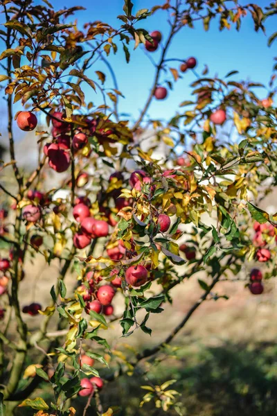 Cosecha Campo Ramas Árboles Con Manzanas Rojas Crecimiento — Foto de Stock