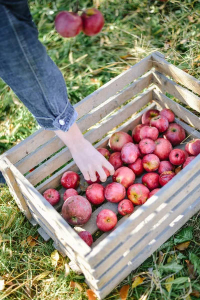 Cosecha Otoño Manzanas Rojas Orgánicas Foto Alta Calidad — Foto de Stock