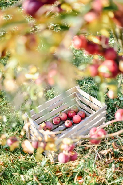 Holzkorb Mit Roten Äpfeln Erntezeit Auf Dem Land — Stockfoto