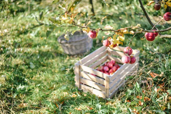 Träkorgar Med Röda Äpplen Skördesäsong Landsbygden — Stockfoto