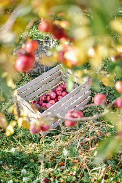 Holzkörbe Mit Roten Äpfeln Erntezeit Auf Dem Land — Stockfoto